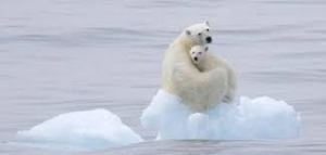 The use of emotive photographs of polar bears in "disappearing" ice is a stock propaganda trick of the global warmists