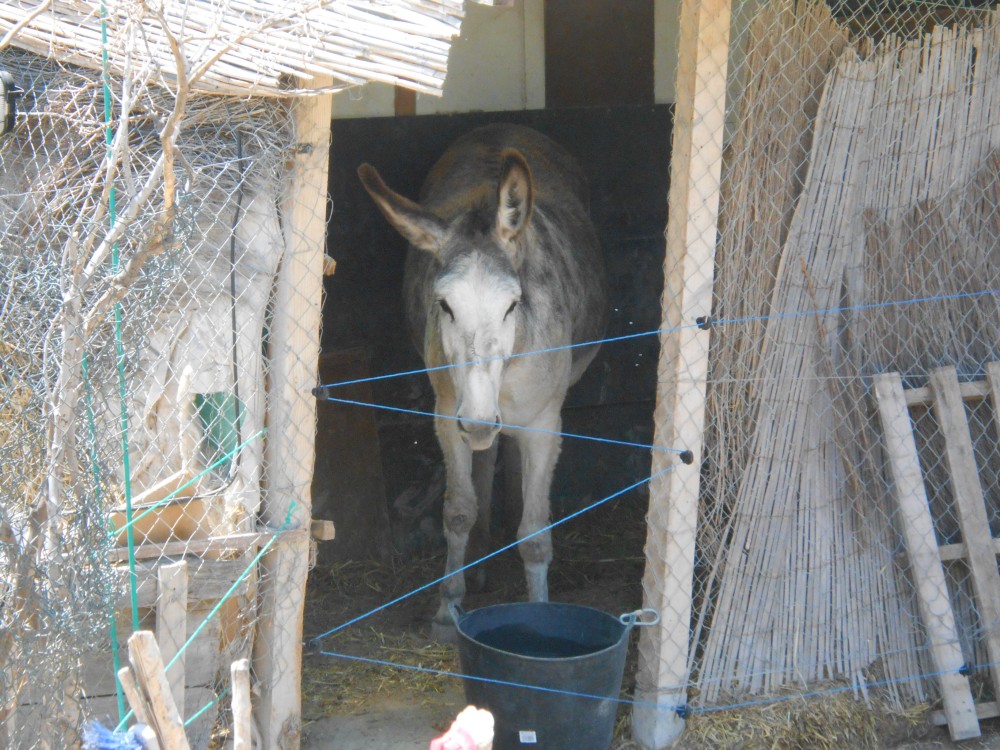 Rood norty donkey Matilde is confined to stable (1/6)